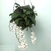 Aerangis biloba (Аэрангис билоба)